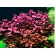 Ludwigia Sp Red 