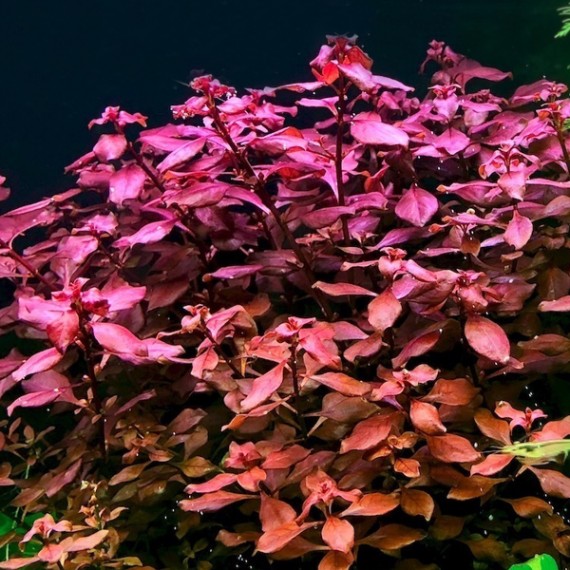 Ludwigia Sp Red 