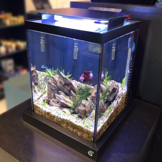 Aquário 10l Quili Blackbox Nano Completo + Decoração Dragon