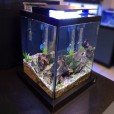 Aquário 10l Quili Blackbox Nano Completo + Decoração Dragon