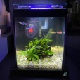 Aquário 10l Quili Blackbox Nano Digital Completo + Decoração Natural