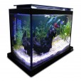 Aquário 24 Litros Quili Blackbox Q-24 Completo + Decoração Natural