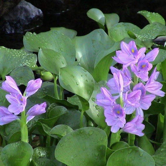 Aguapé Eichhornia crassipes