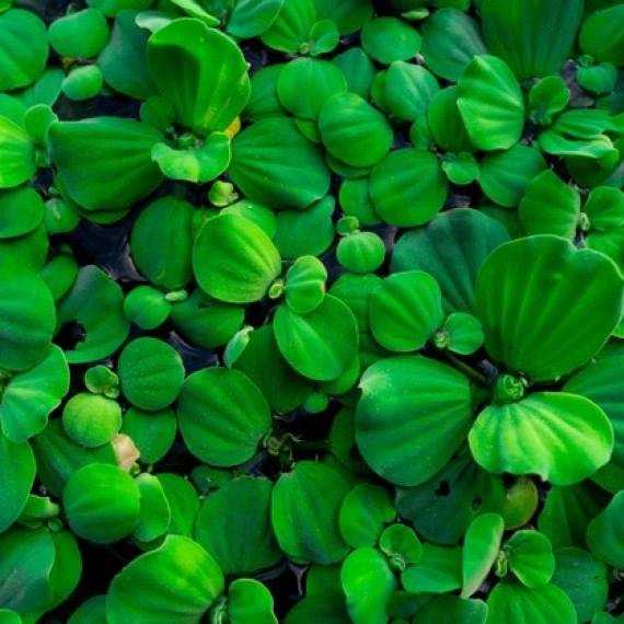 Planta Alface d' Água Pistia Stratiotes