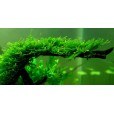 Planta Christmass Moss (Vesicularia Montagnei)