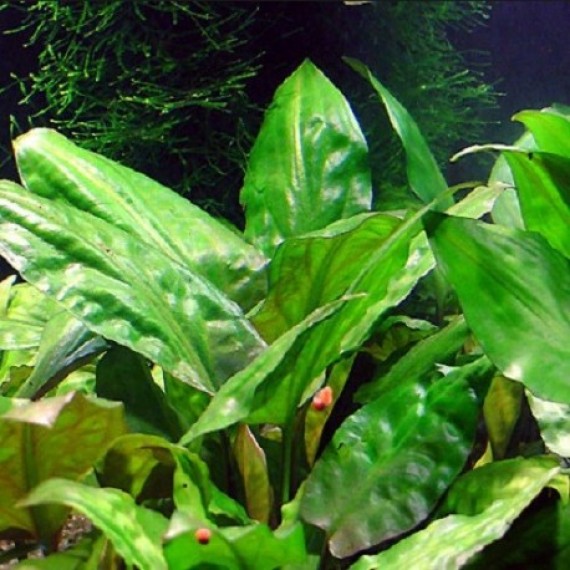 Cryptocoryne Pontederifolia