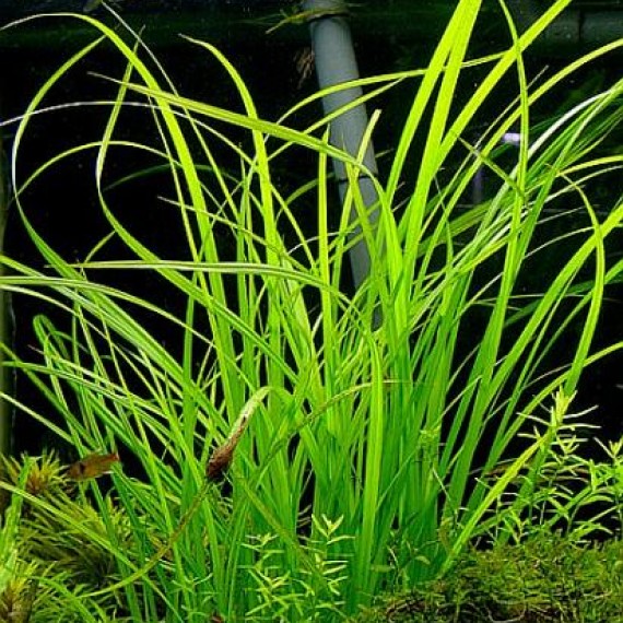 Cyperus Helferii