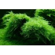 Planta Christmass Moss (Vesicularia Montagnei)