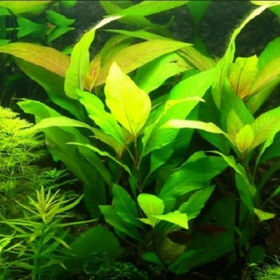 Planta Hygrophila Corymbosa