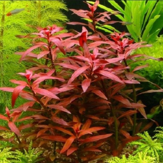 Ludwigia Glandulosa