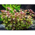 Ludwigia Mini Super Red