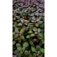 Ludwigia Mini Super Red