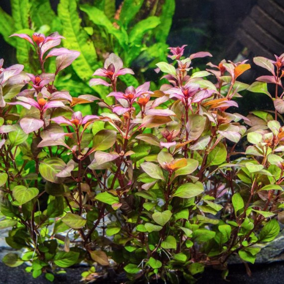 Ludwigia Mini Super Red