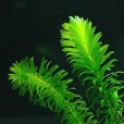 Planta Elodea (Egeria Densa)