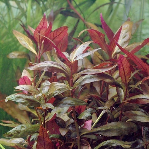 Alternanthera Reineckii Lilacina