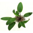 Planta Cryptocoryne Cordata