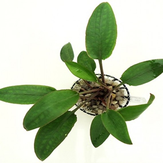 Planta Cryptocoryne Cordata