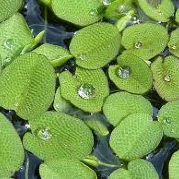 Salvinia Auriculata