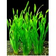 Vallisneria Spiralis