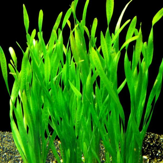 Vallisneria Spiralis